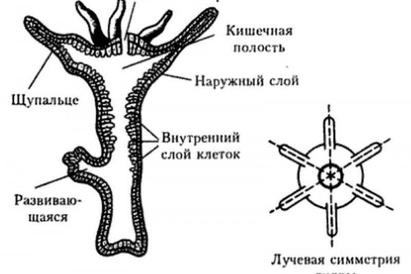 Зеркало кракен